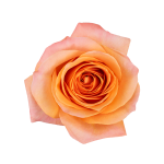 CoralReef_CoralPeach_SingleST_X