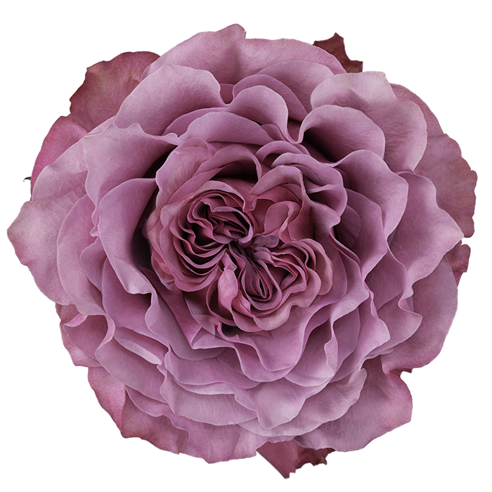 Country Song Roses Country Blues - Mystic Flowers