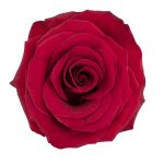 Cupido_Red_SingleST_X