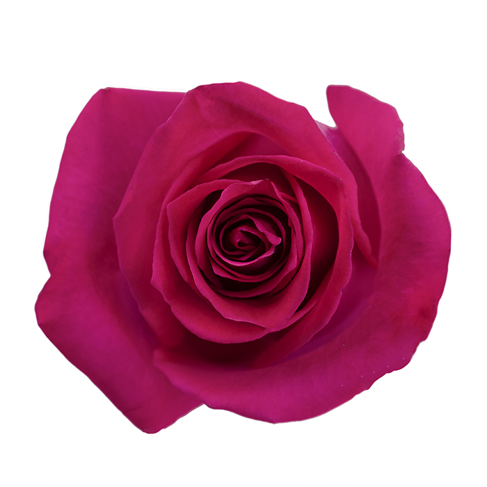 Topaz Mystic Flowers