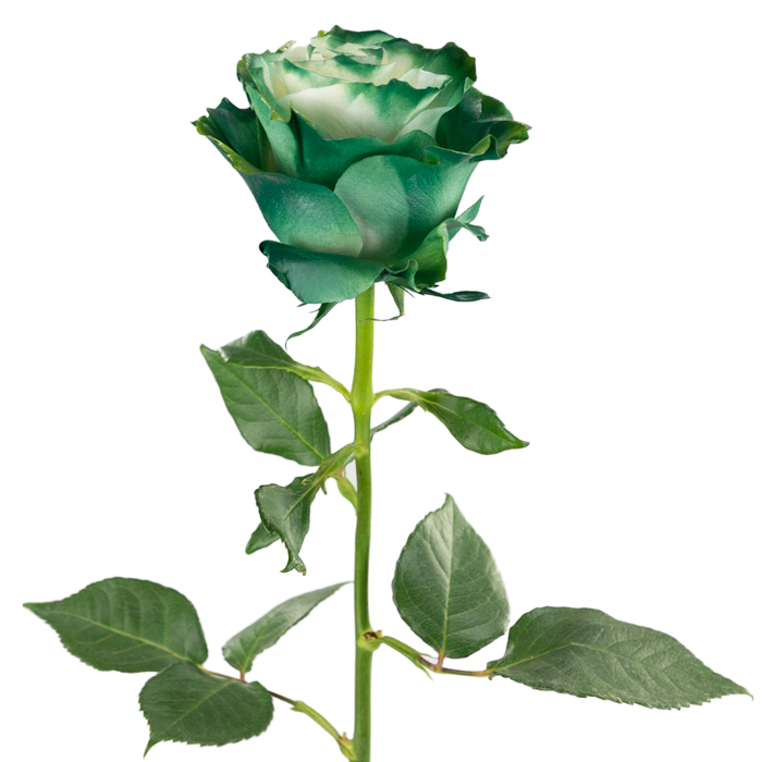 Dark Green Rose Flower