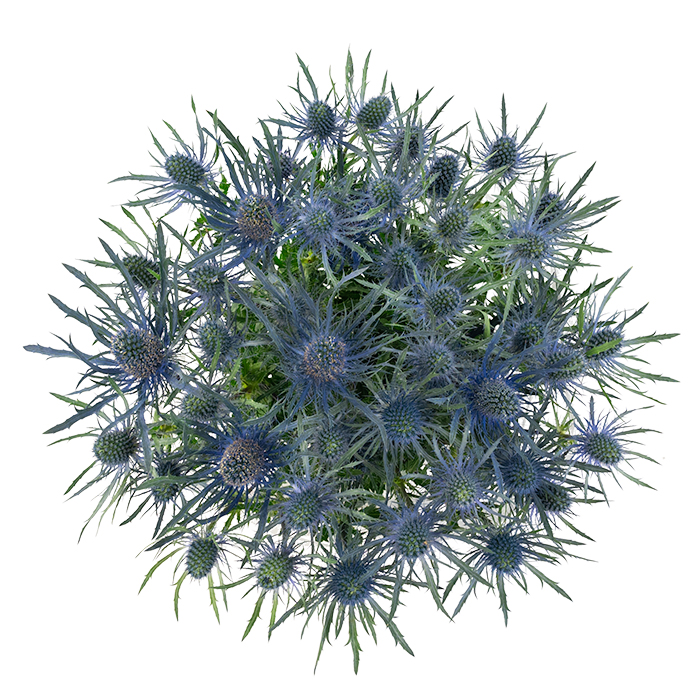 Magical Blue Lagoon Mystic Flowers