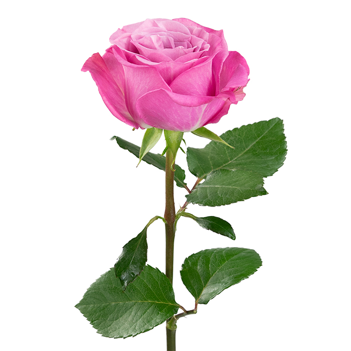 Queen's Crown Mystic Flowers