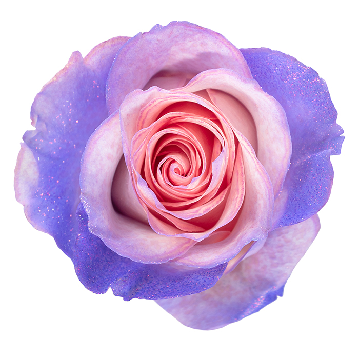 Light Pink Lavender Glitter - Mystic Flowers