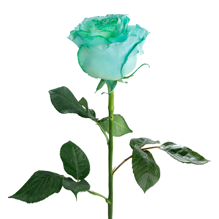 Mint Green Rose