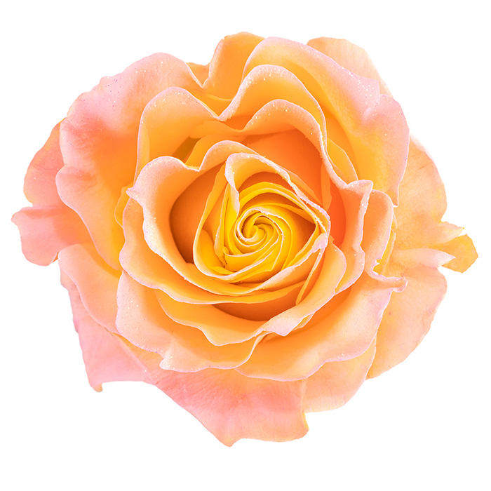 Yellow Light Pink Glitter - Mystic Flowers