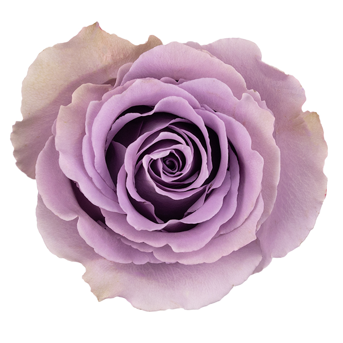 Grey Knights - Mystic Flowers