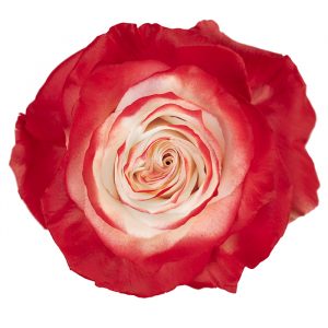 Natural Christmas Red