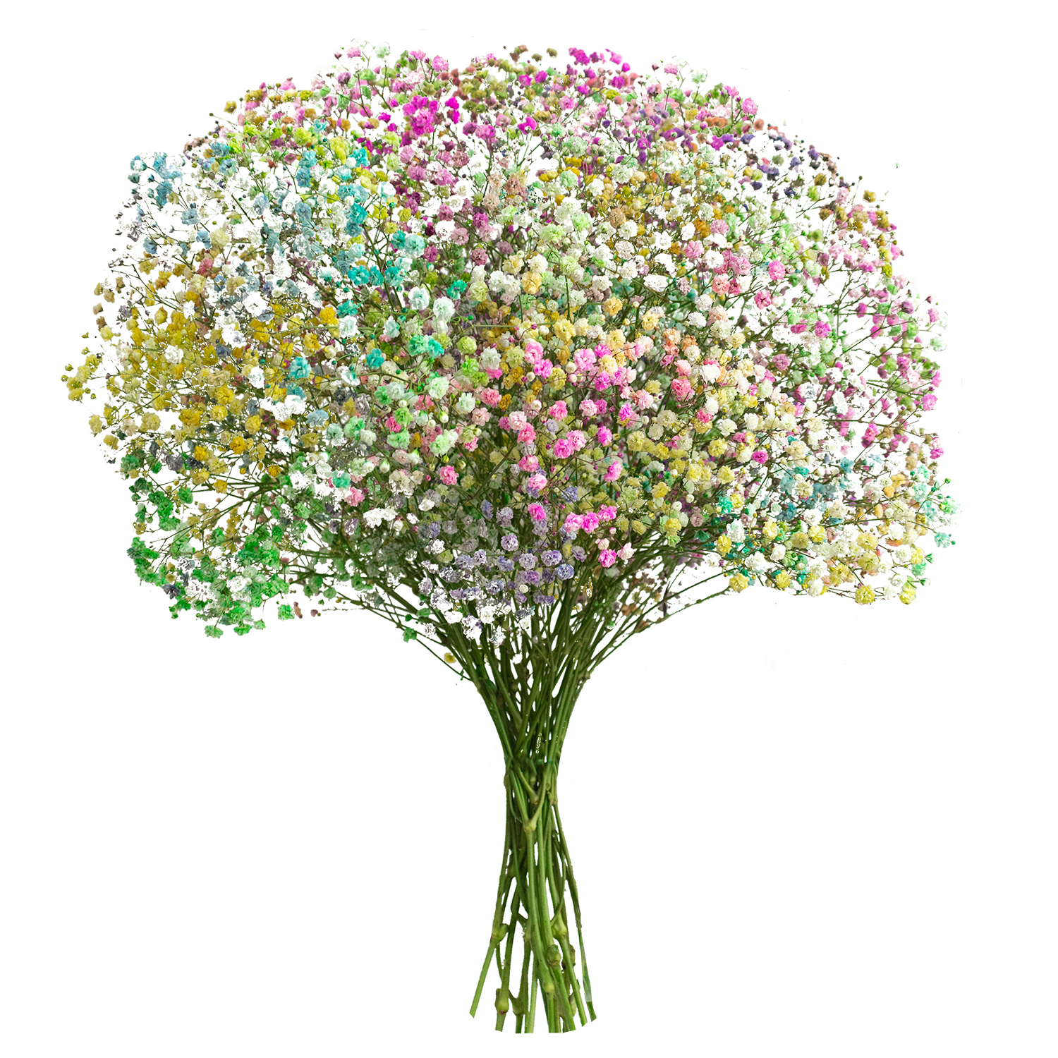 Gypsophila XLence® Tinted Pastel Blossom