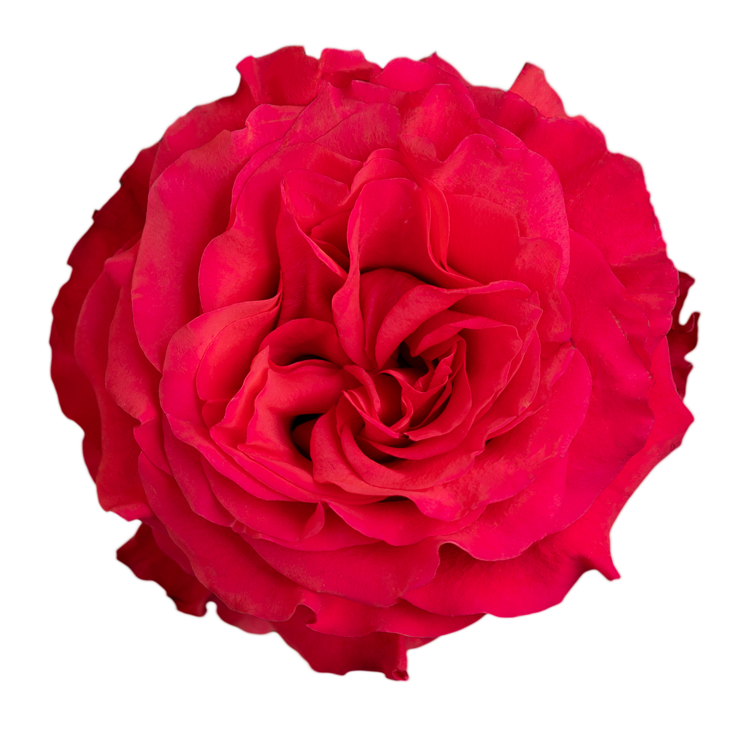 Exotix Berry | Coming Soon