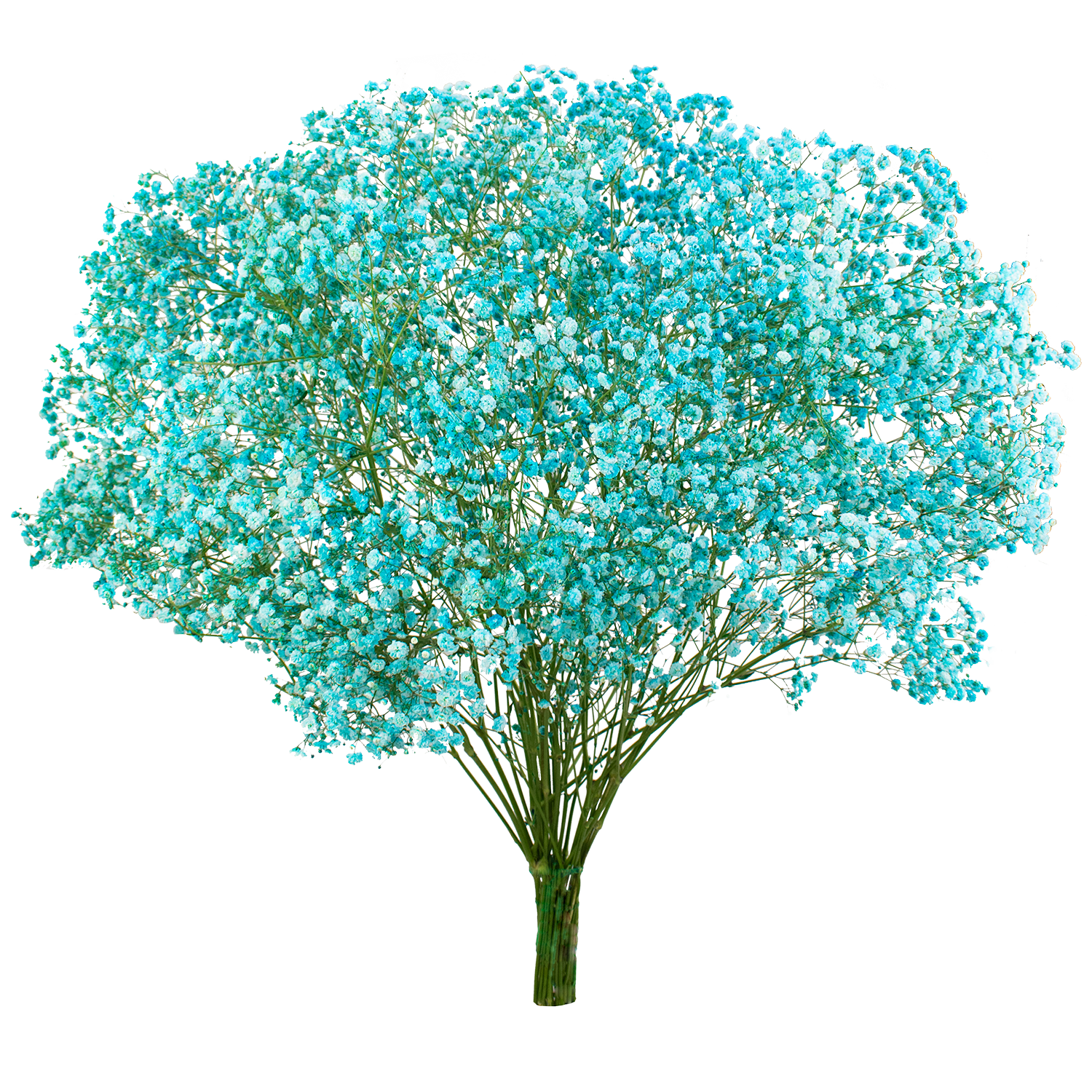 Gypsophila XLence® Tinted Turquoise