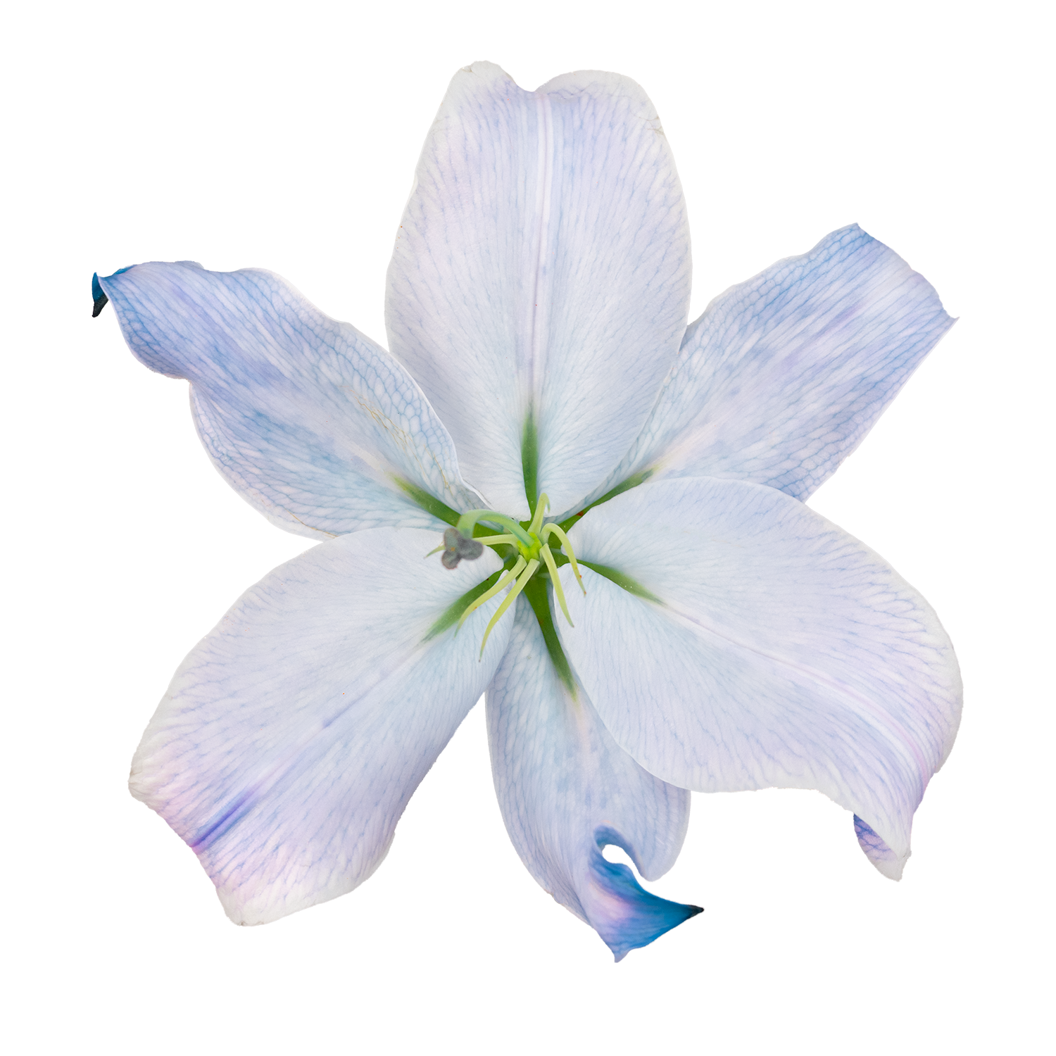 Lily O.T. Blue ZMBSI