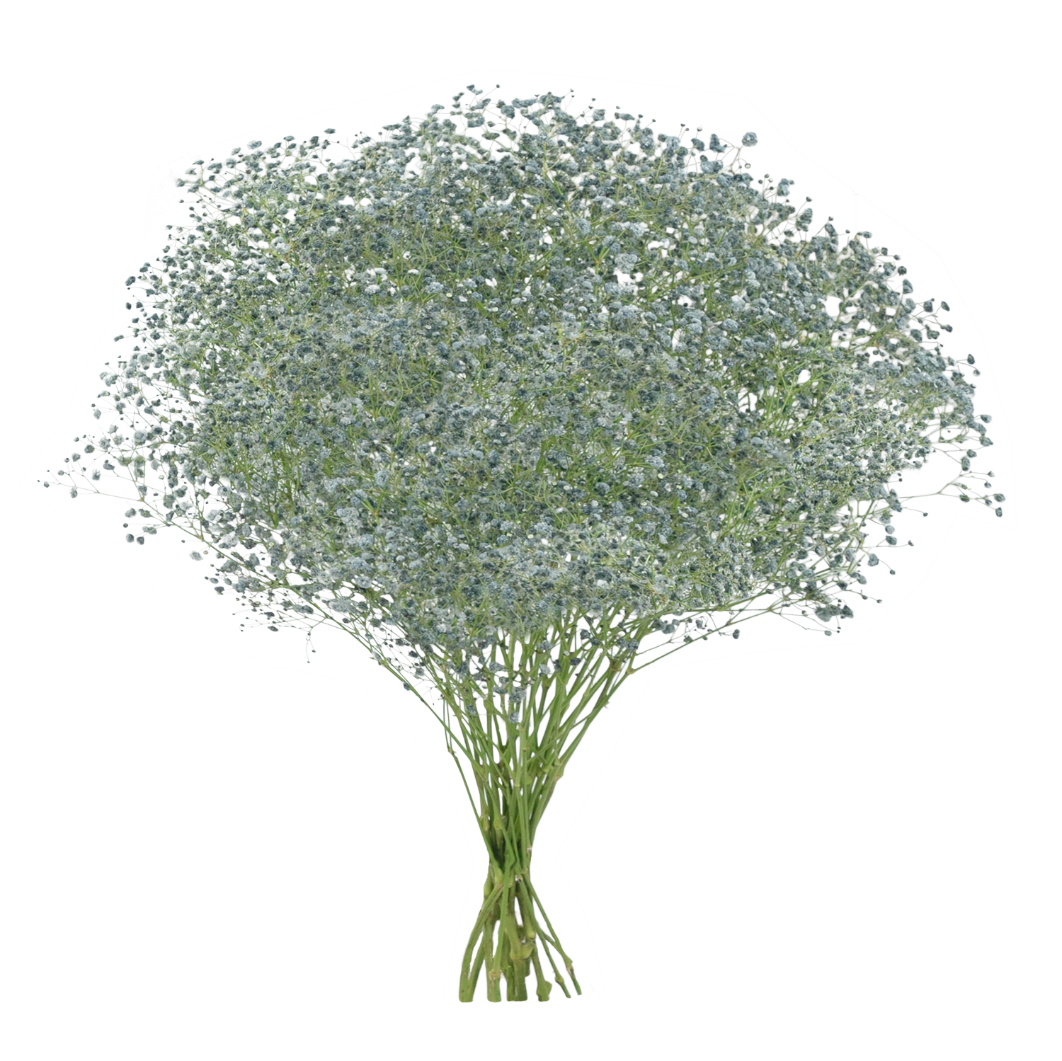 Gypsophila XLence® Tinted Gray