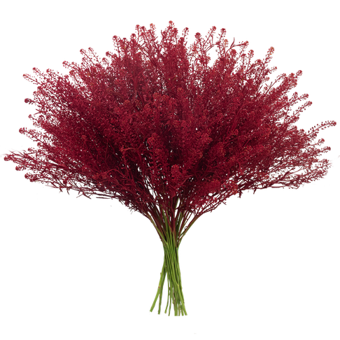 Lepidium Coffee Break