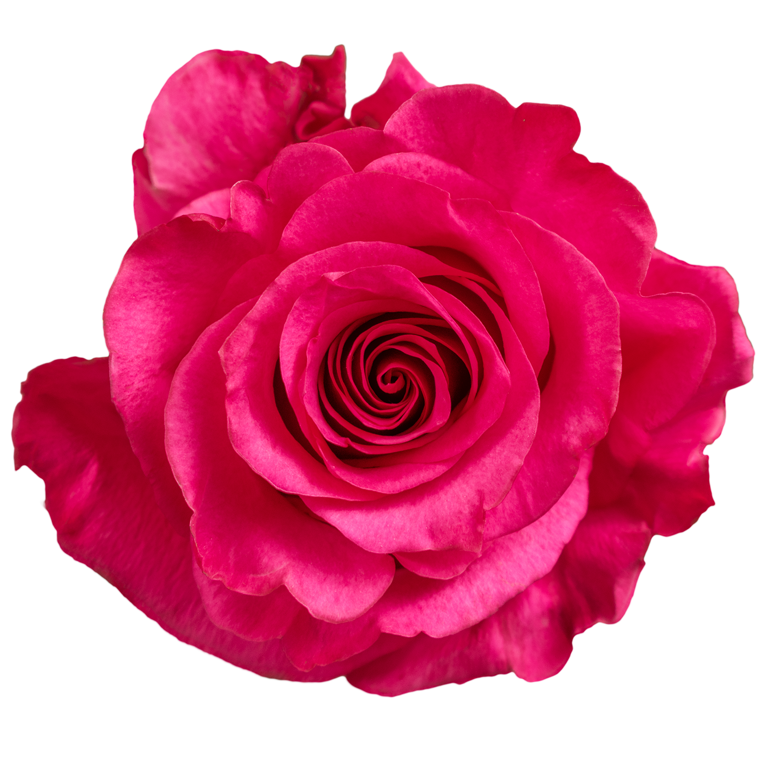 Brave in Dark | Coming Soon