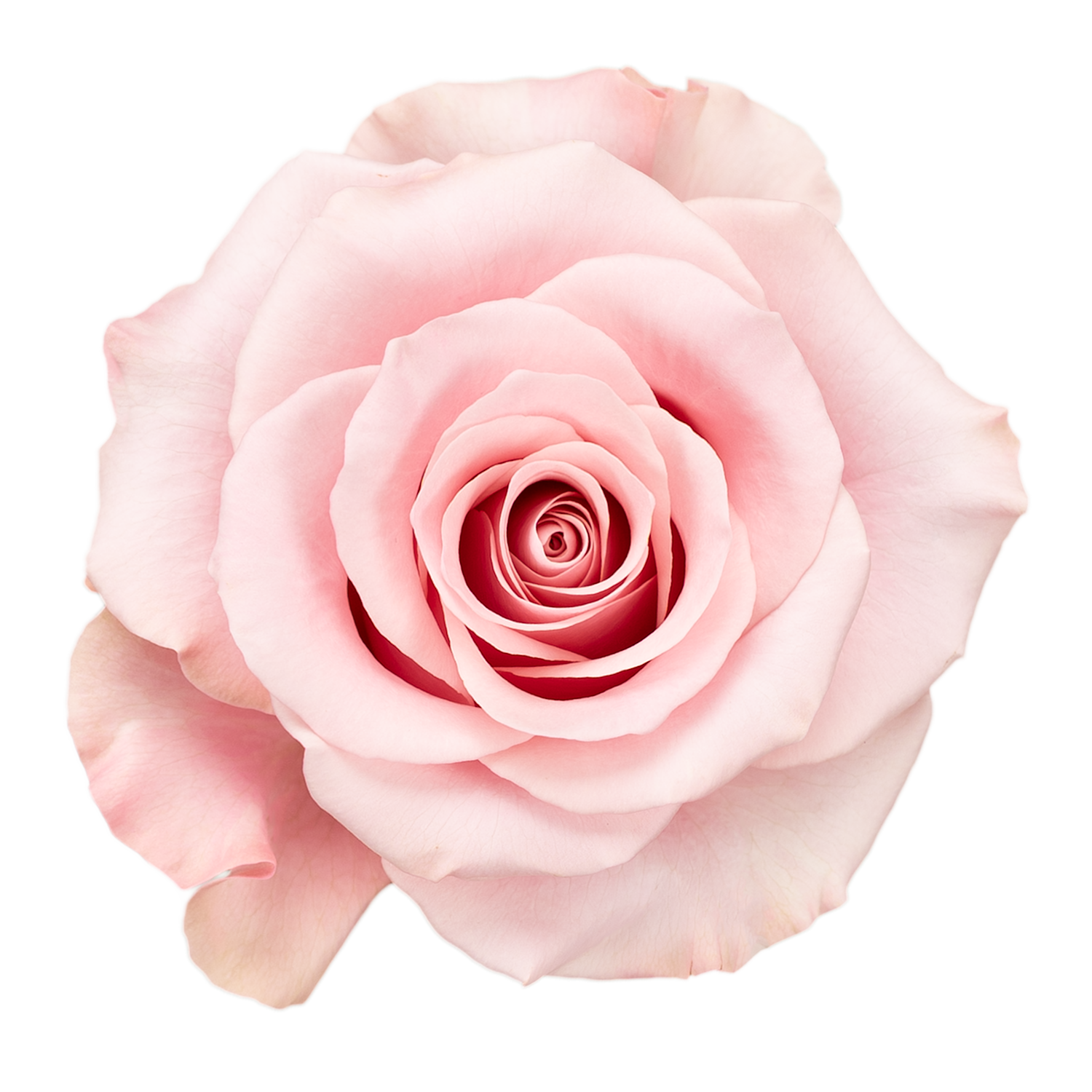 Think Pink | Coming Soon