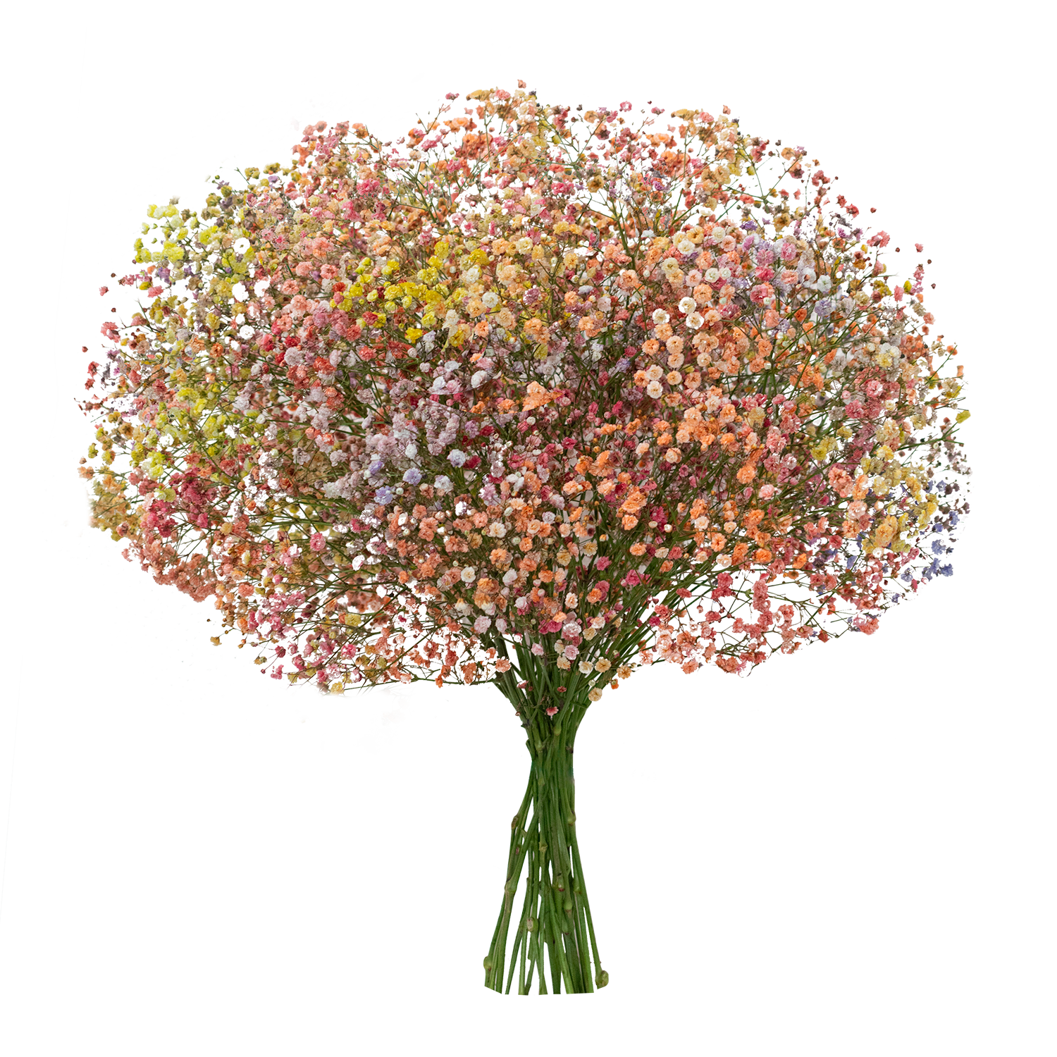 Gypsophila XLence® Tinted Tinto D'Verano