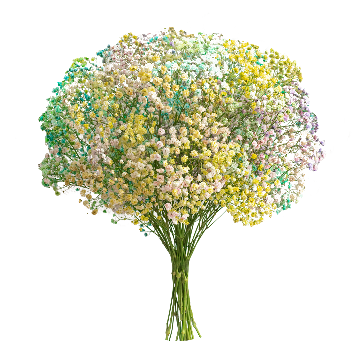Gypsophila XLence® Tinted Unicorn Blossom