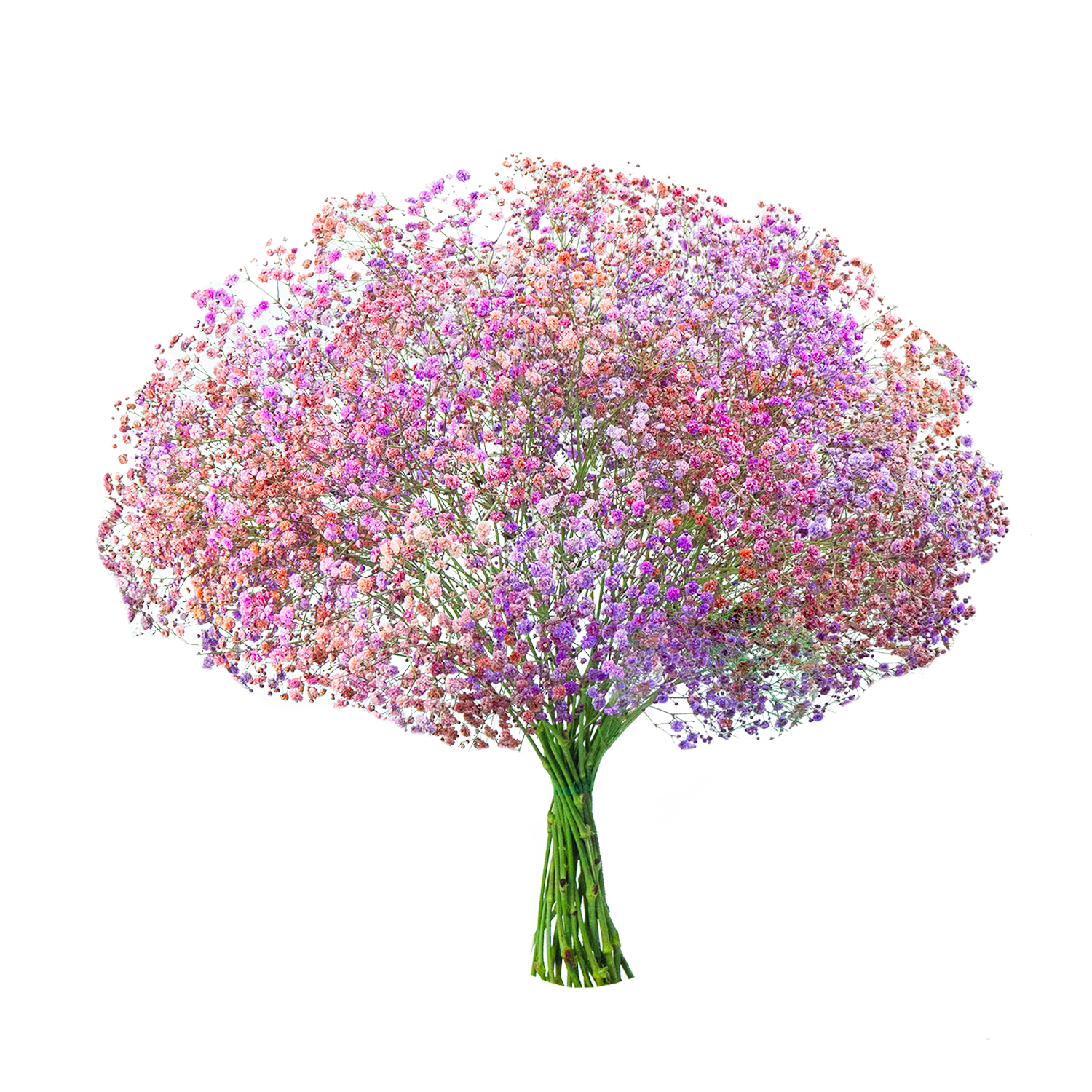 Gypsophila XLence® Tinted Blueberry Blossom