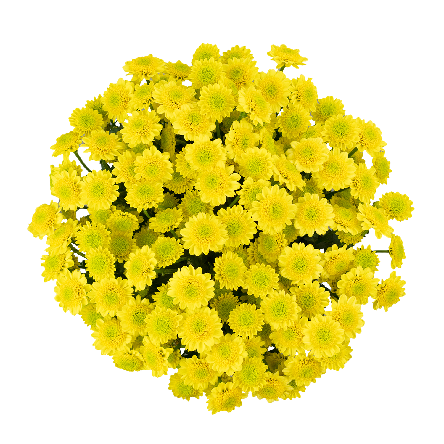 Pom Pom Yellow