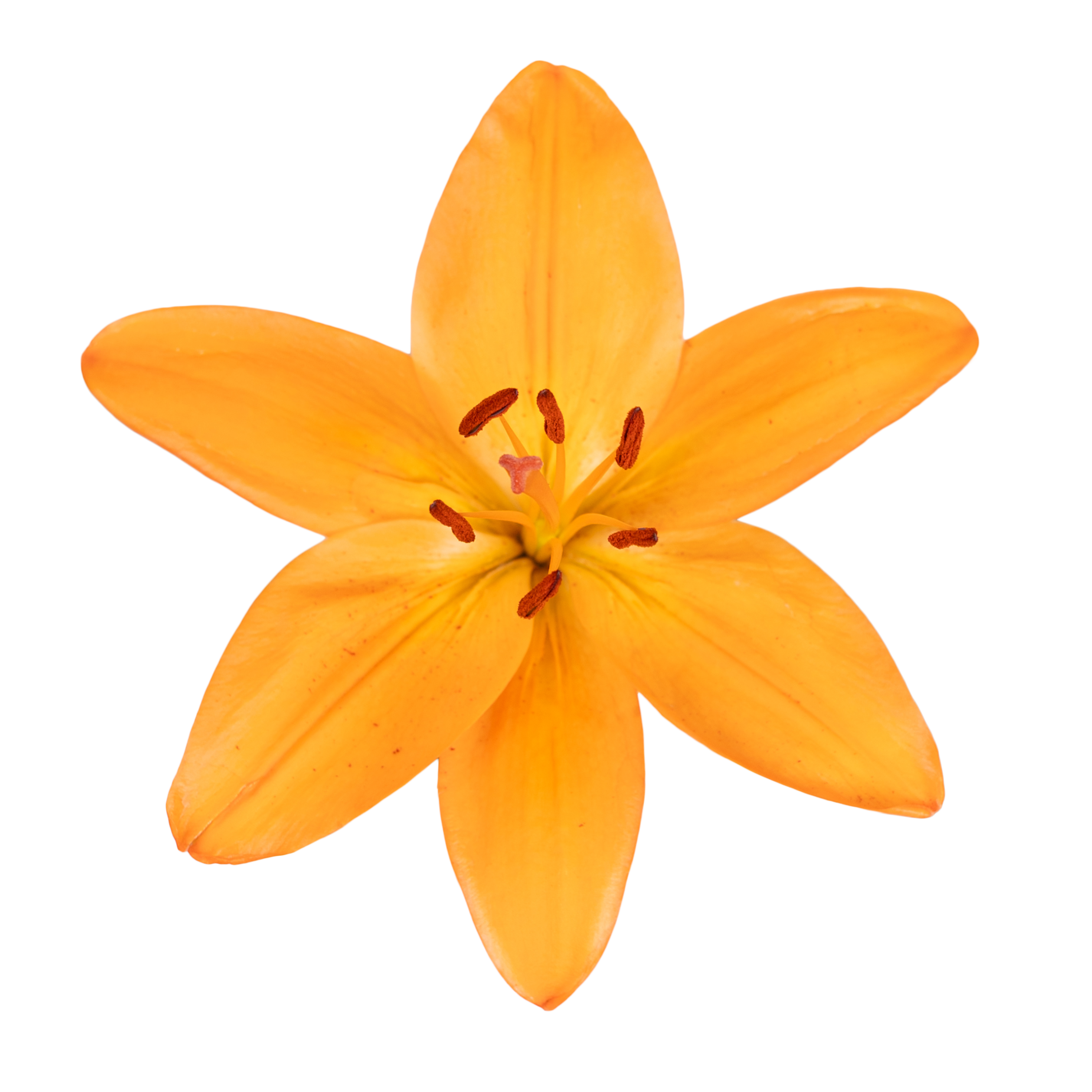 LA Hybrid Lily Orange