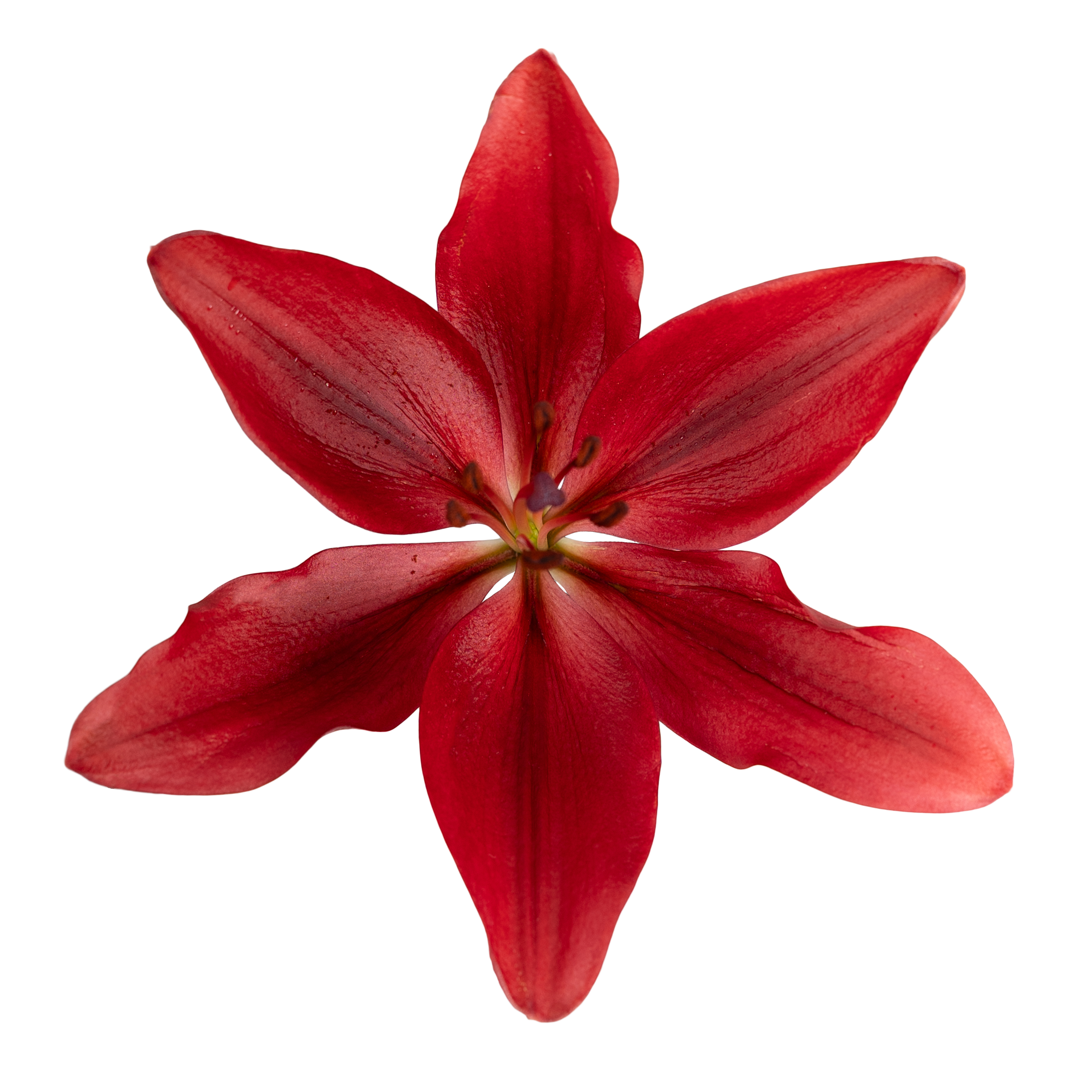 LA Hybrid Lily Red