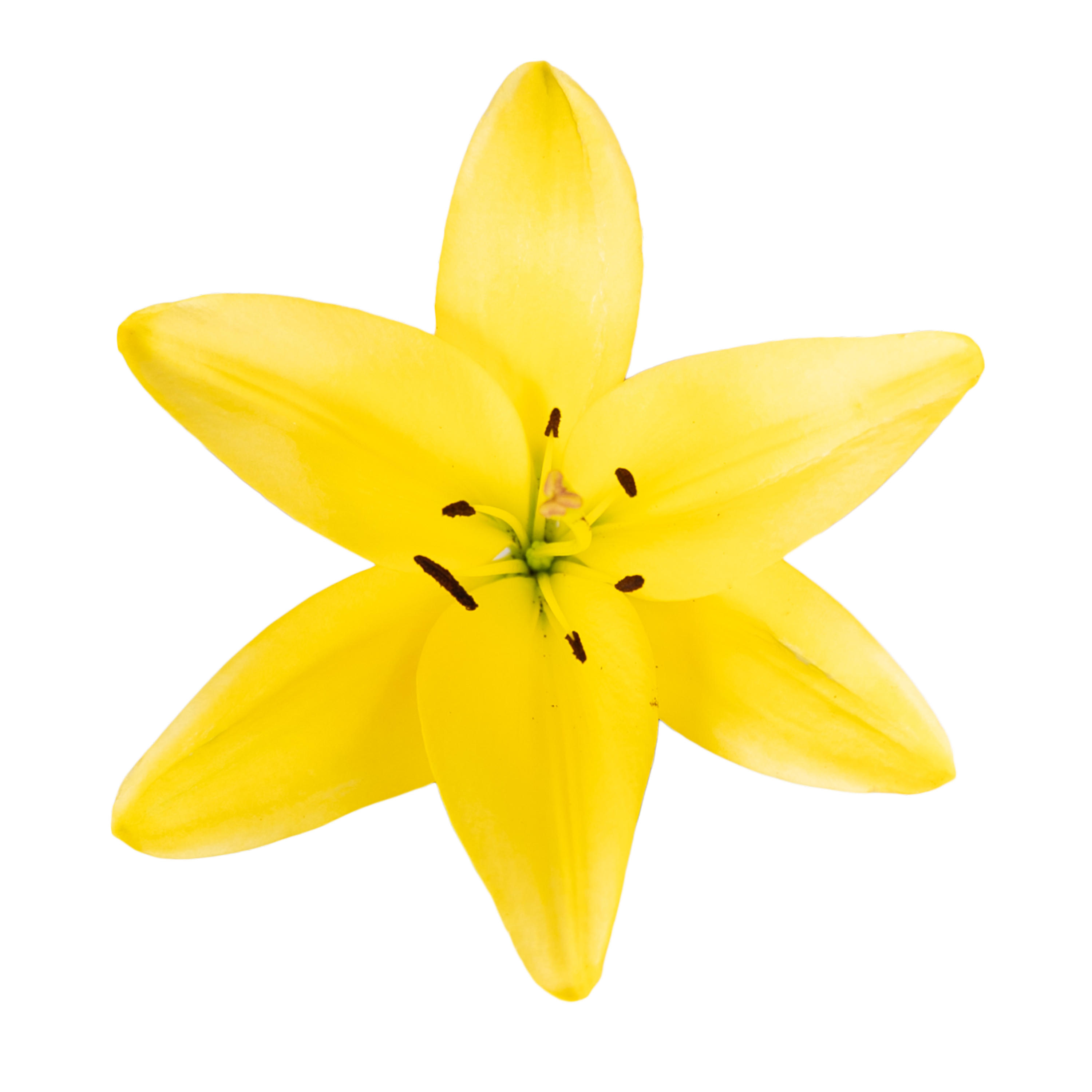 LA Hybrid Lily Yellow