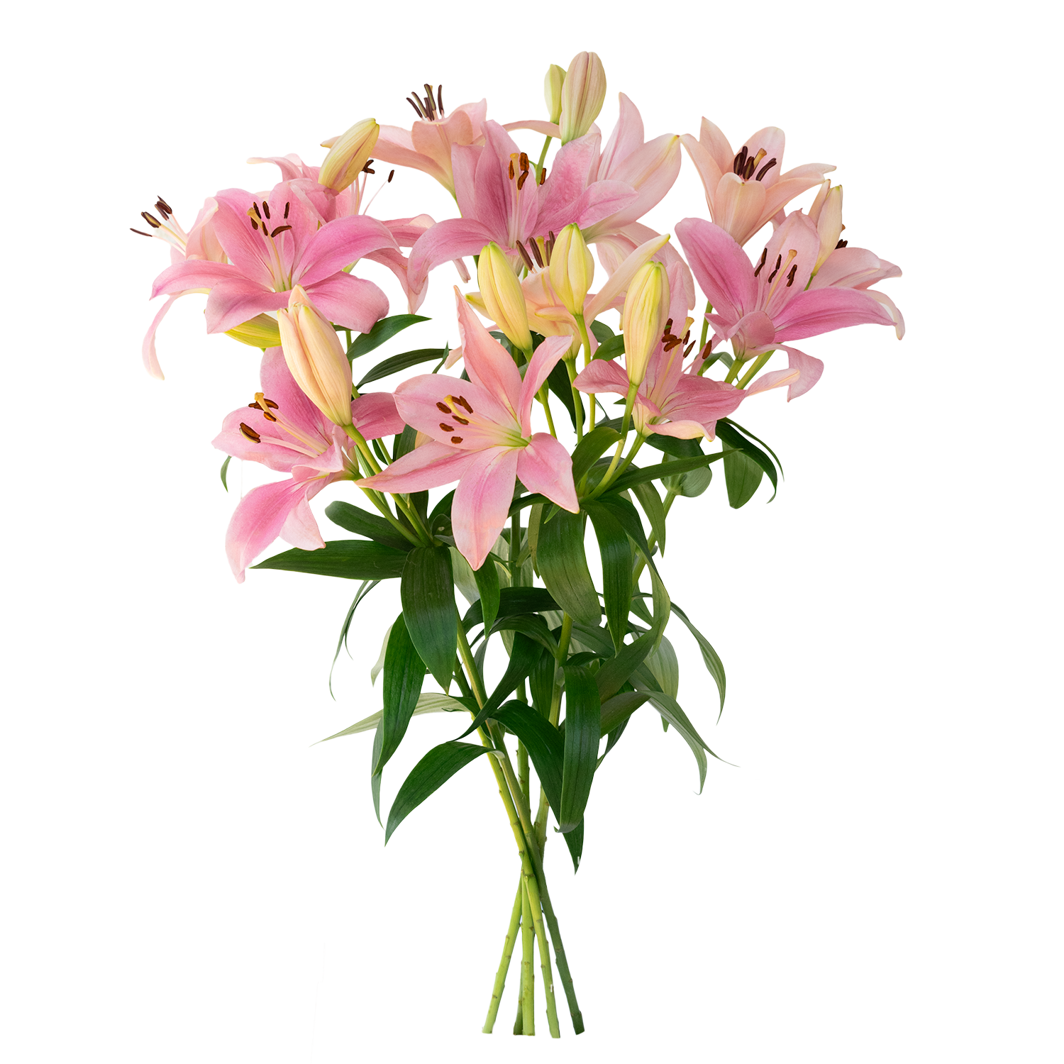 LA Hybrid Lily Pink