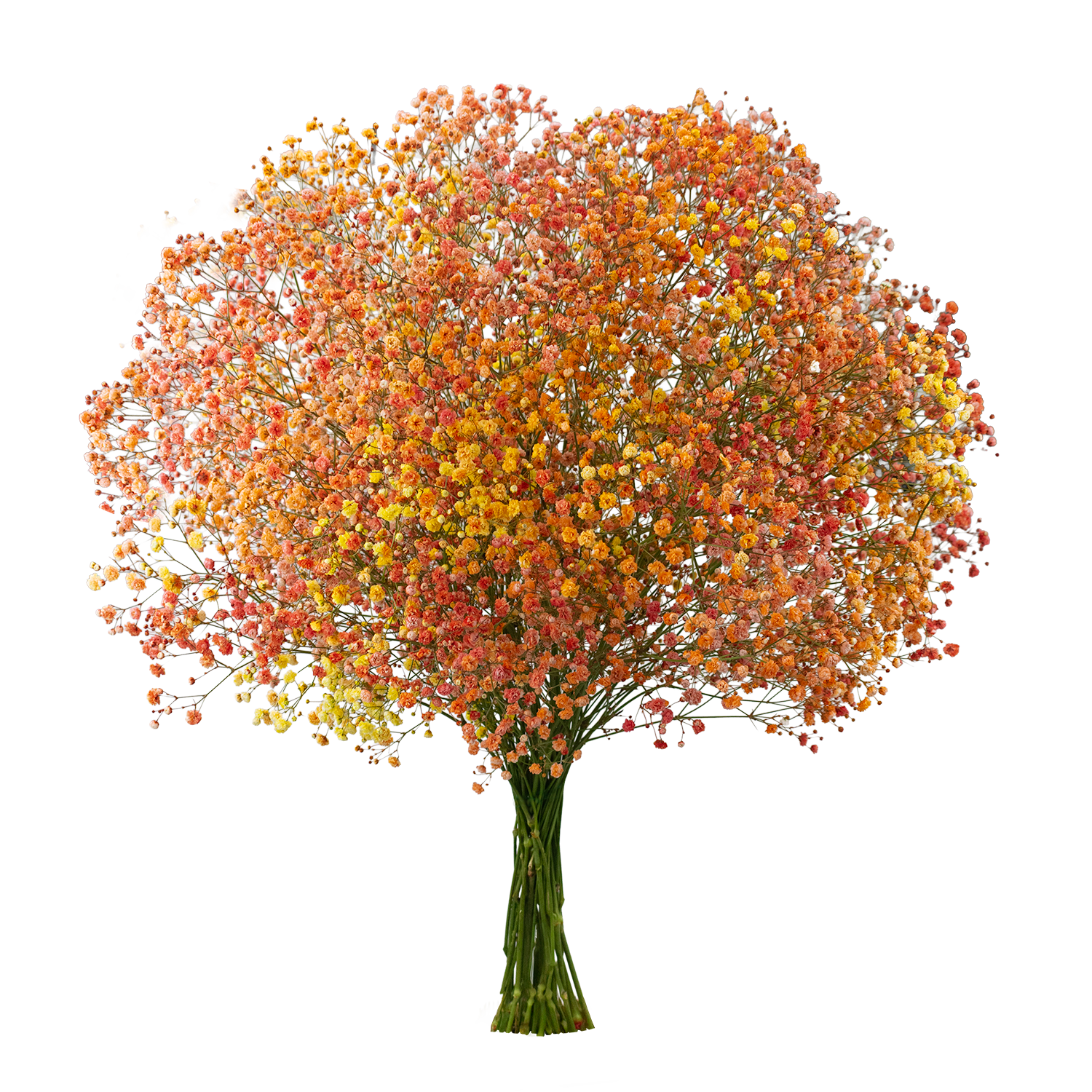 Gypsophila XLence® Tinted Fall Blossom