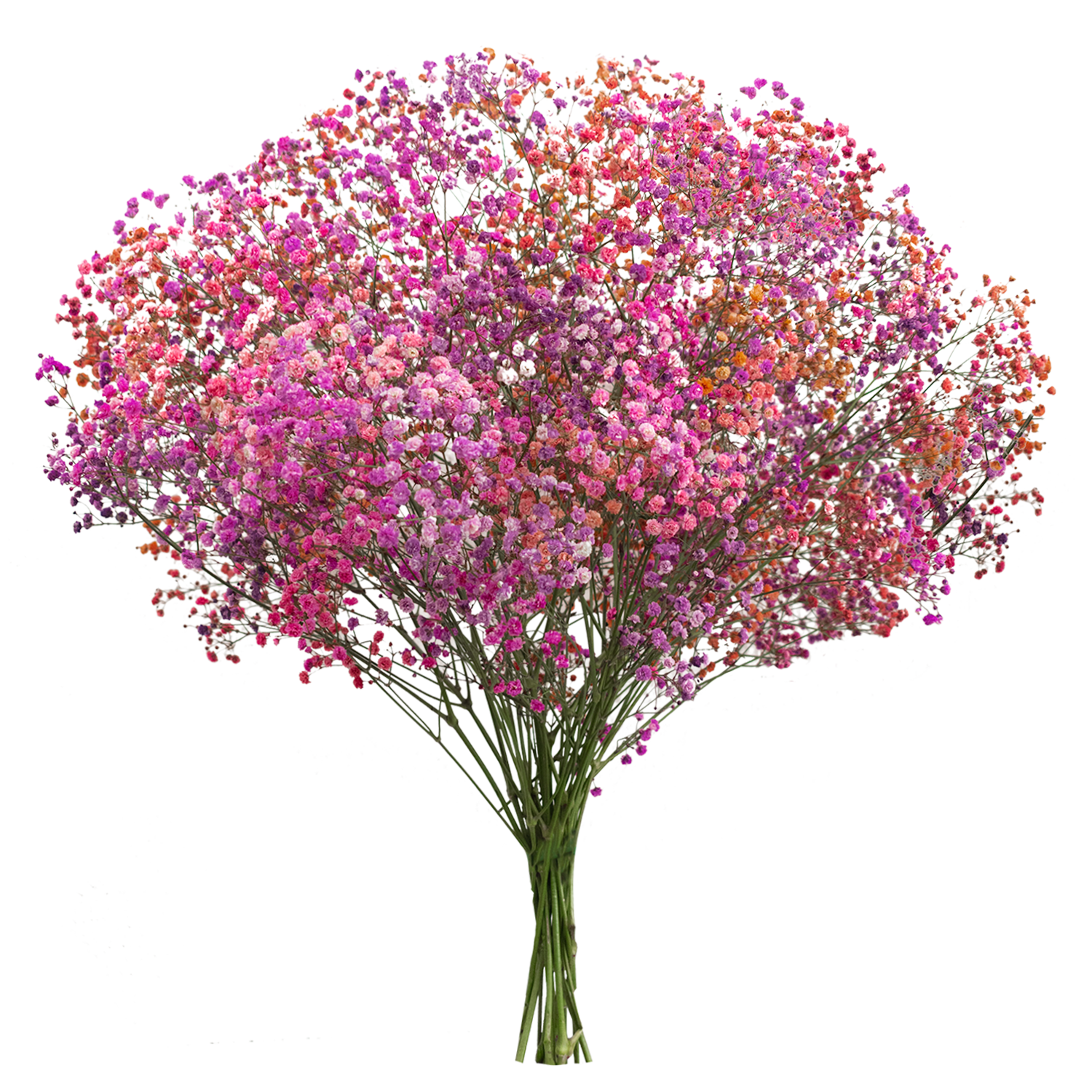 Gypsophila XLence® Tinted Plum Punch