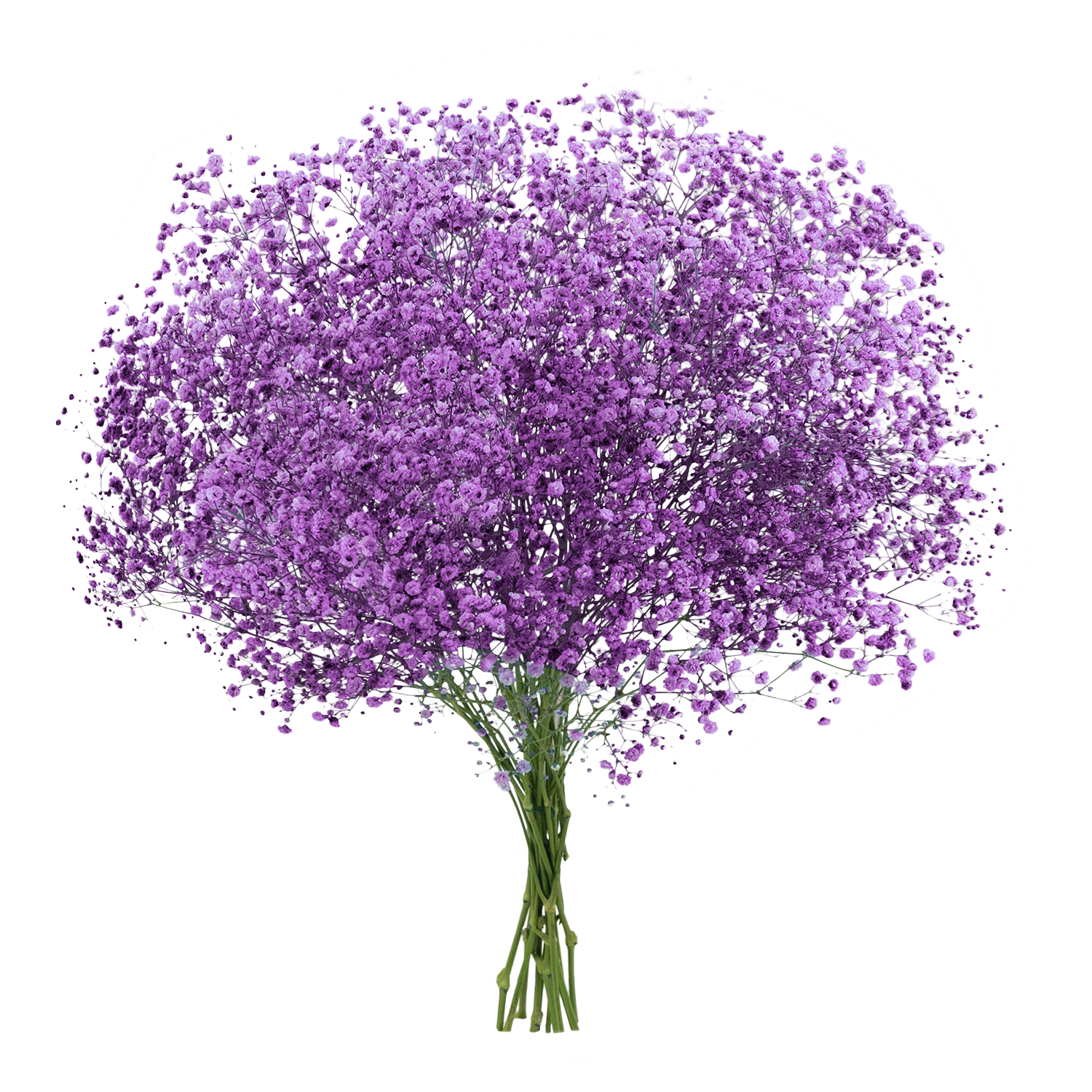 Gypsophila XLence® Tinted Dusty Grape