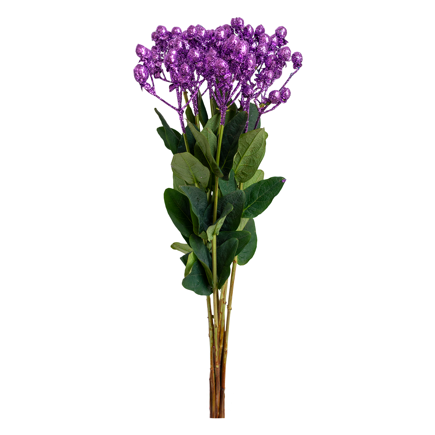 Hypericum Glitter Lavender